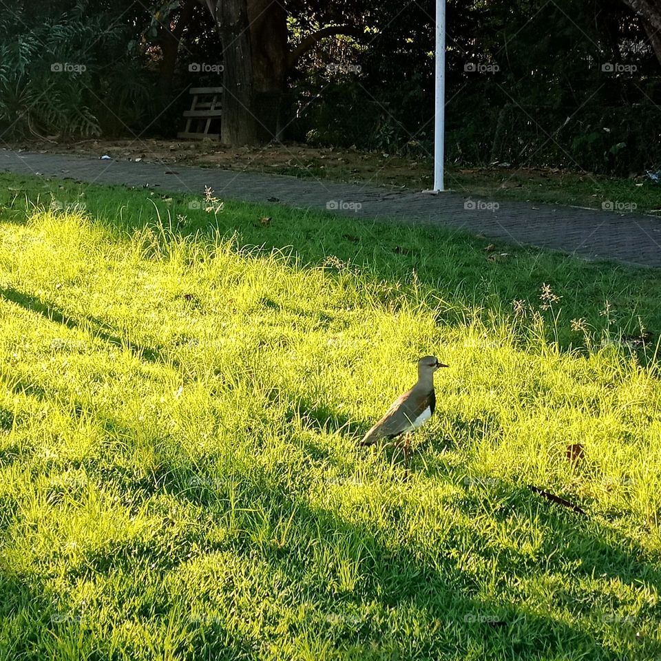 A bird on a grass along a walking path