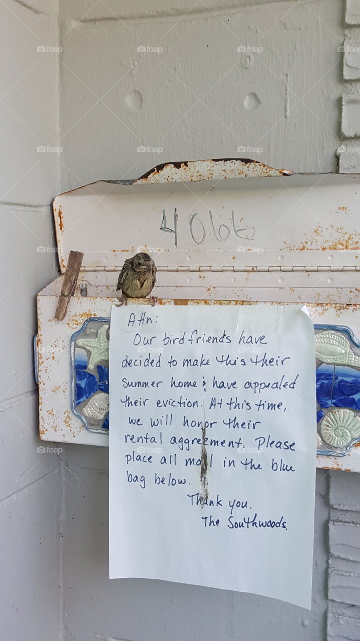 Bird in mailbox
