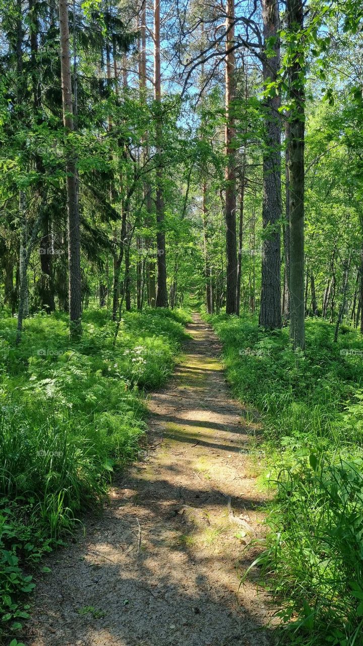 A quiet path in a beautiful Finnish forest
