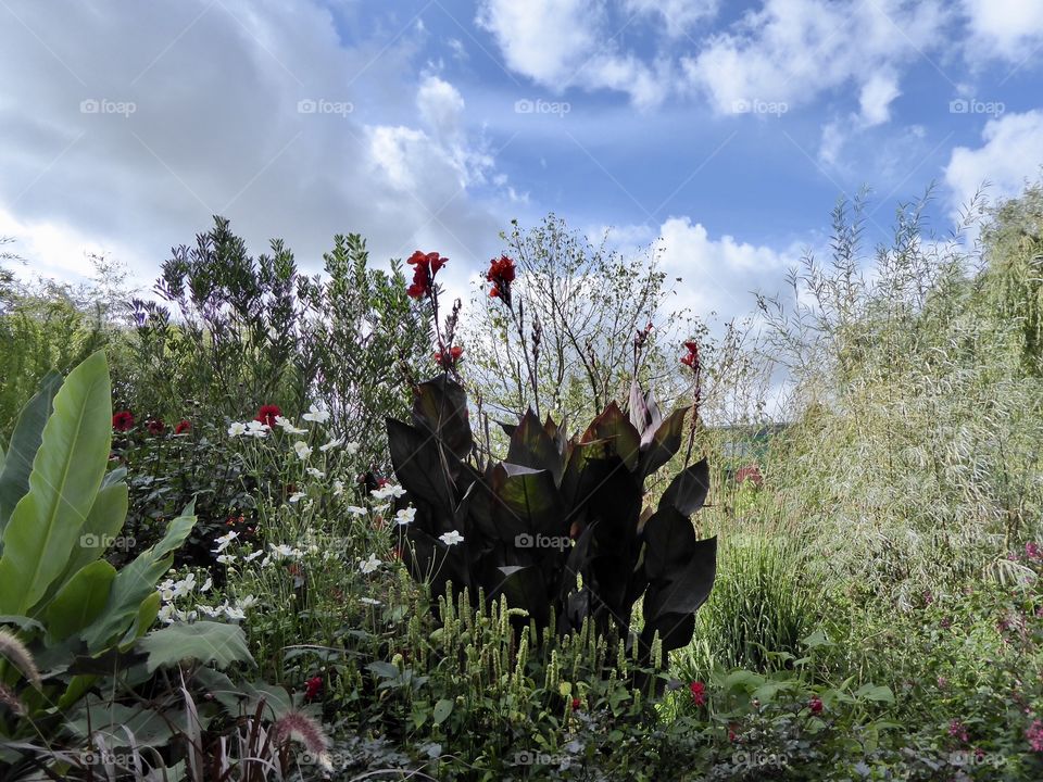 Flowers - Loki Schmidt Garten Hamburg -