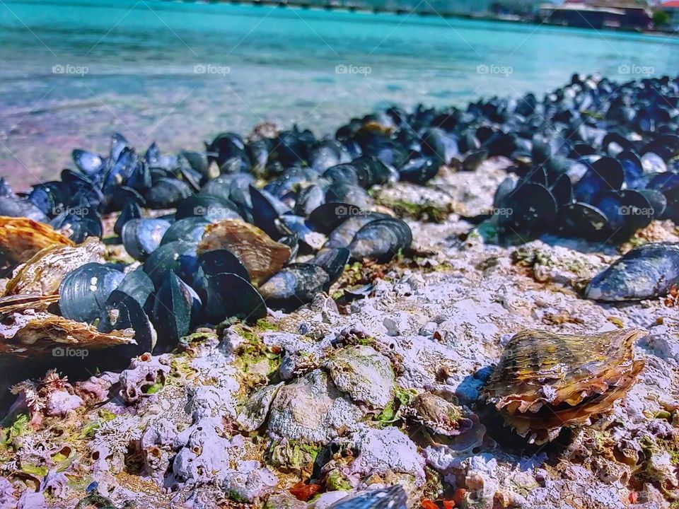 Sea mussels!