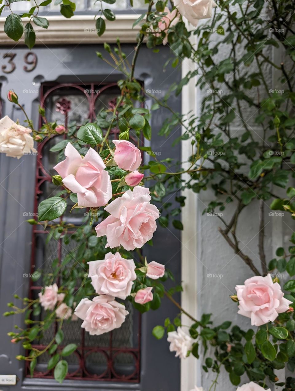 Pink climbing rose "New Dawn" in front of a door