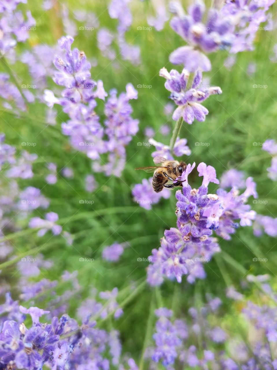 bee on lavender