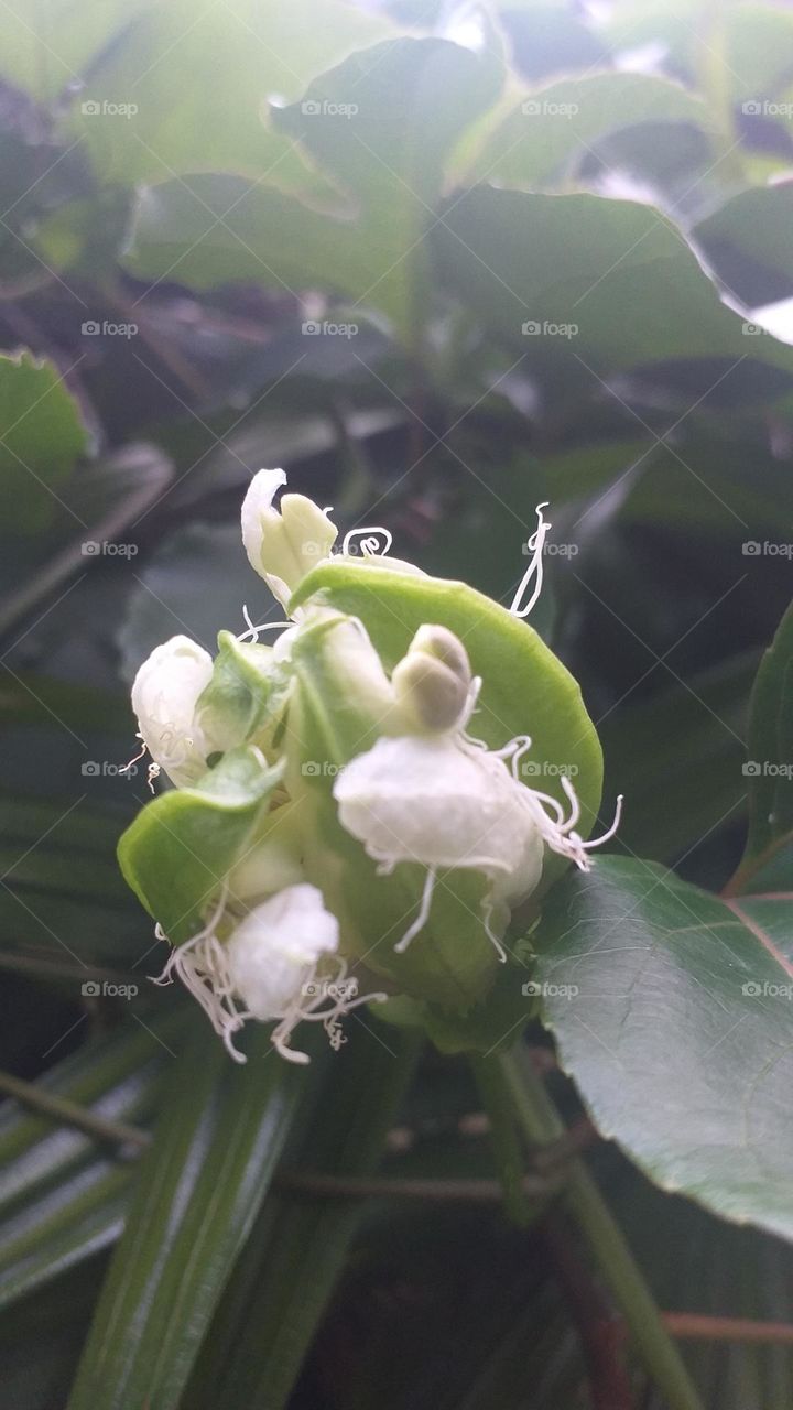 Passion fruit flower