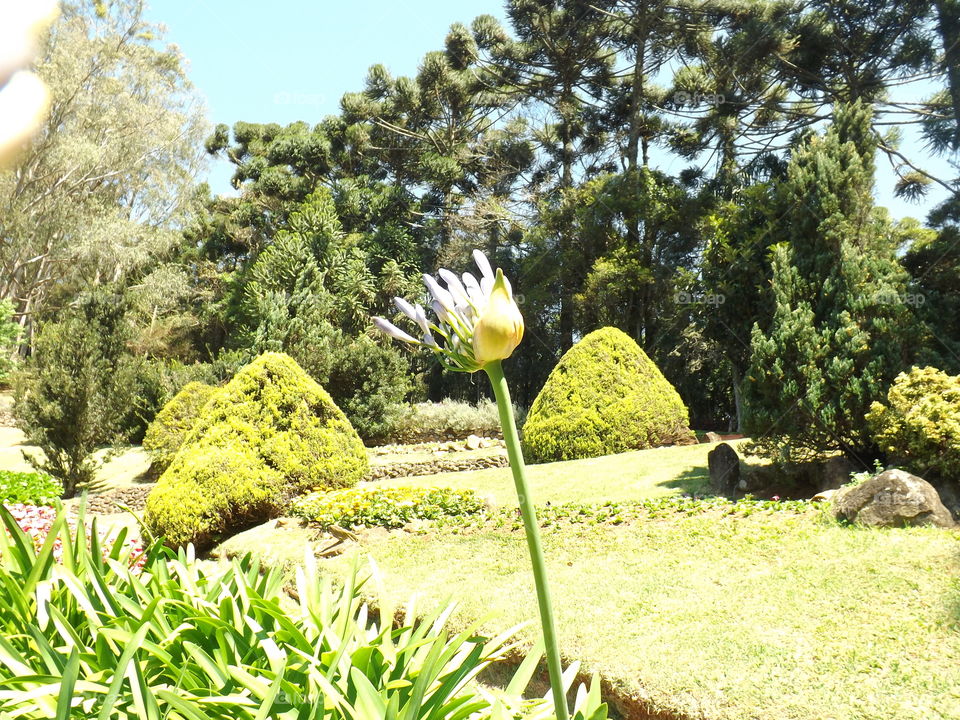 Agapanthus, or Lily of the Nile.