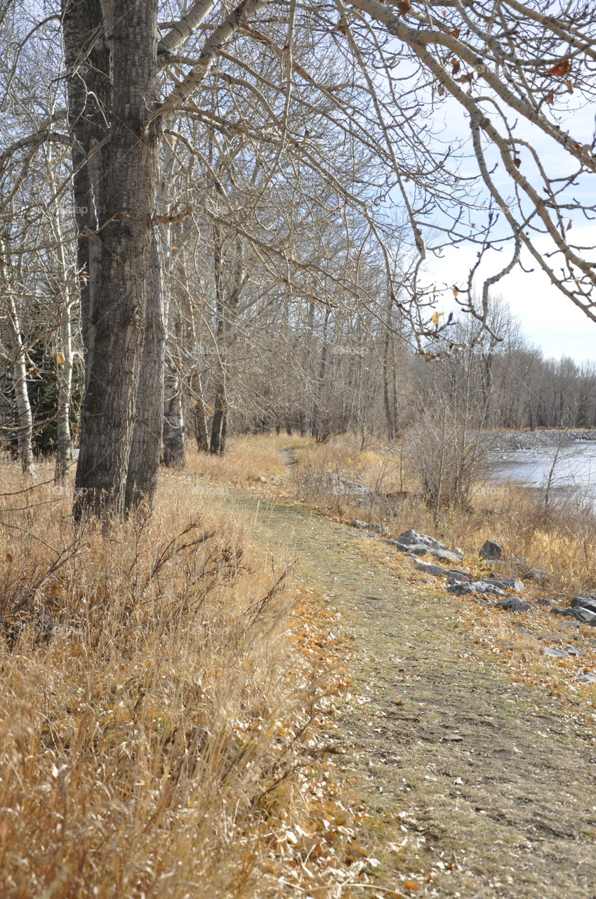 Grassy path along river