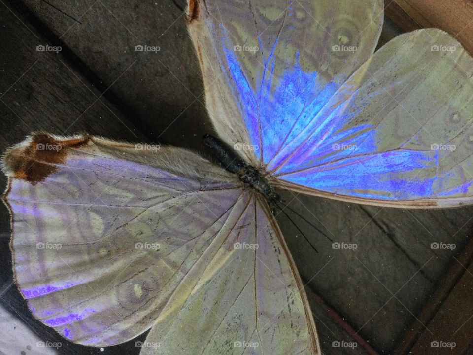 Butterfly. Beautiful colors