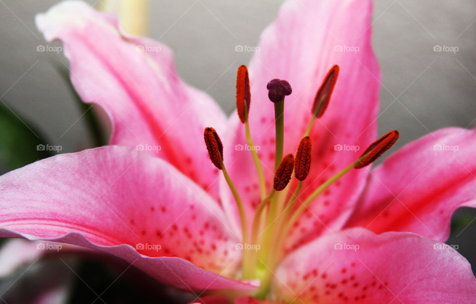 Pink Lily