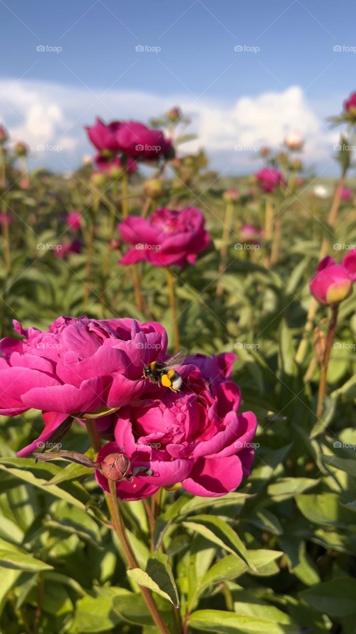 Bee visiting vibrant pink peonies in full bloom