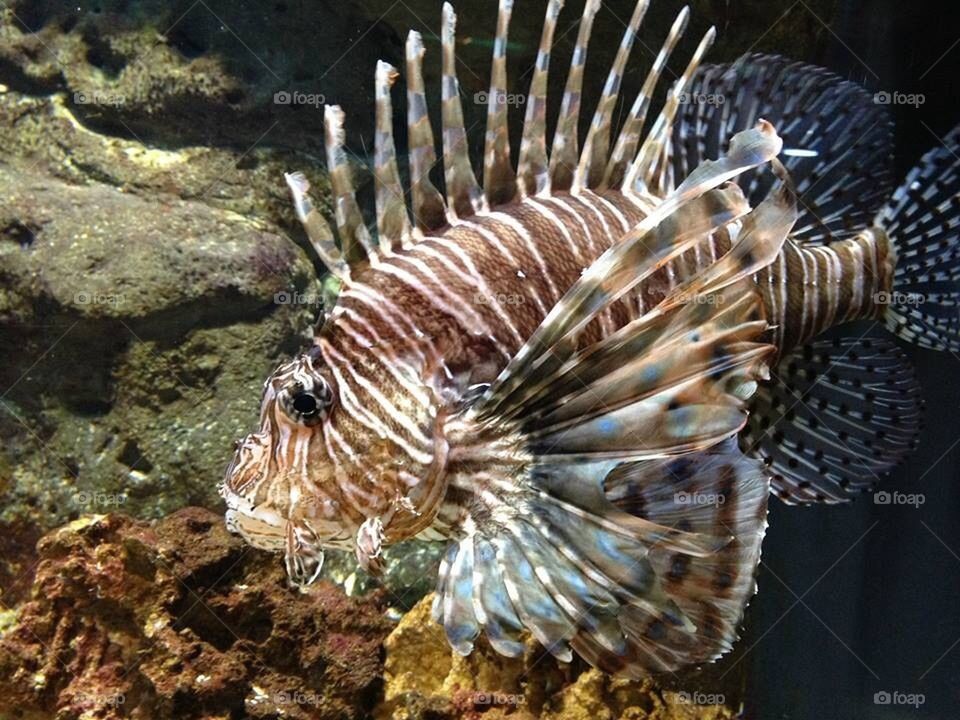 Lion Fish 