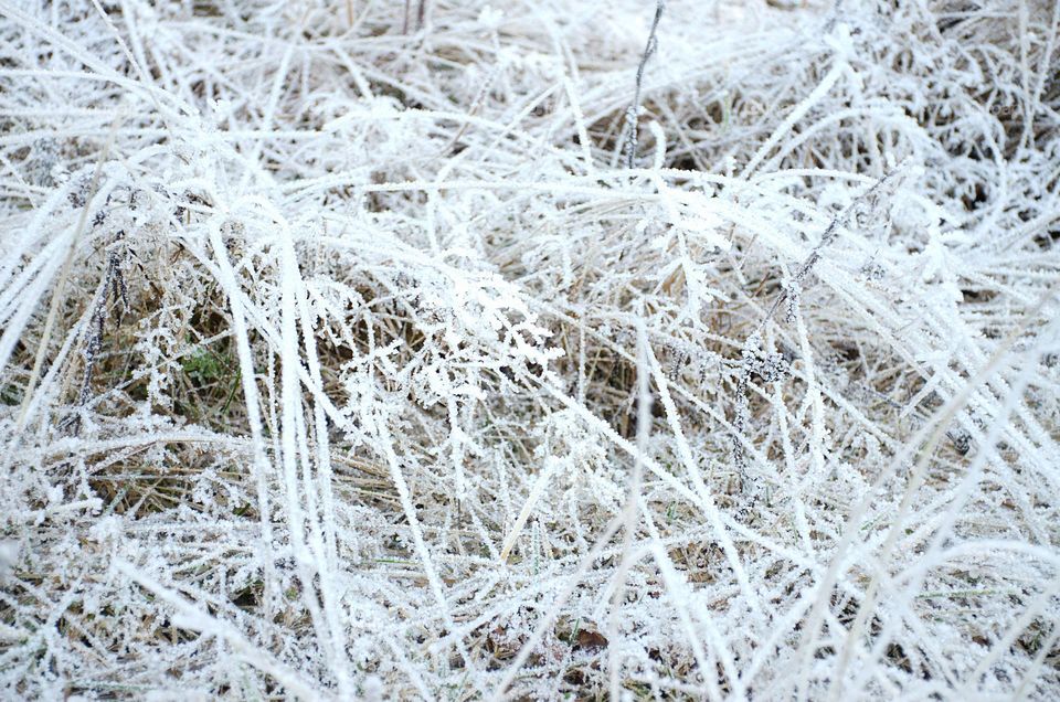 Frosty Marvels:Nature's Ice Artistry