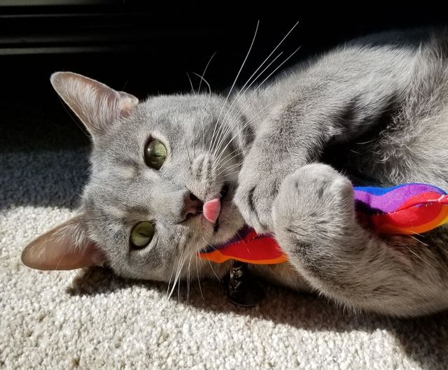 Catnip fun