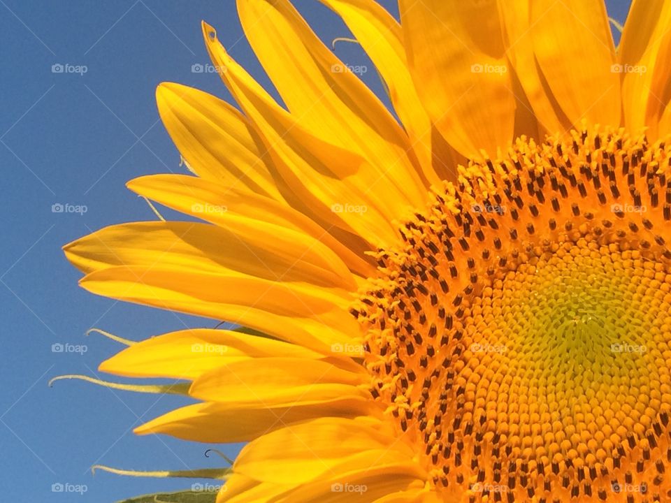 Close-up of sunflower