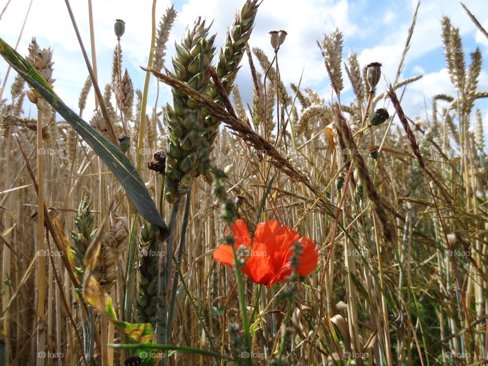Poppy in wheat field