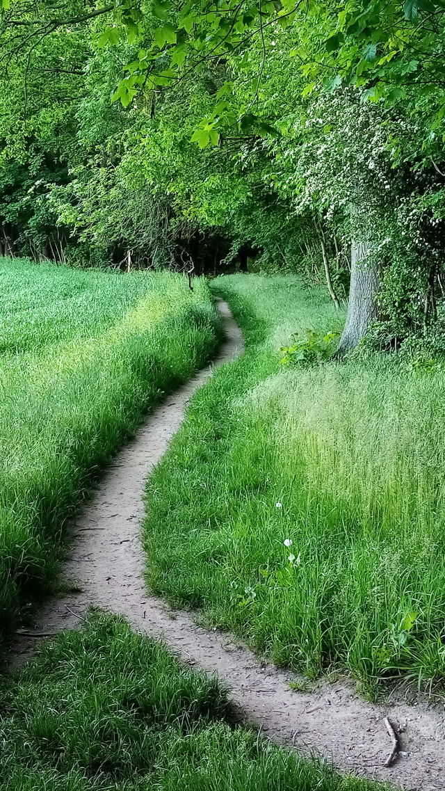 Wald
