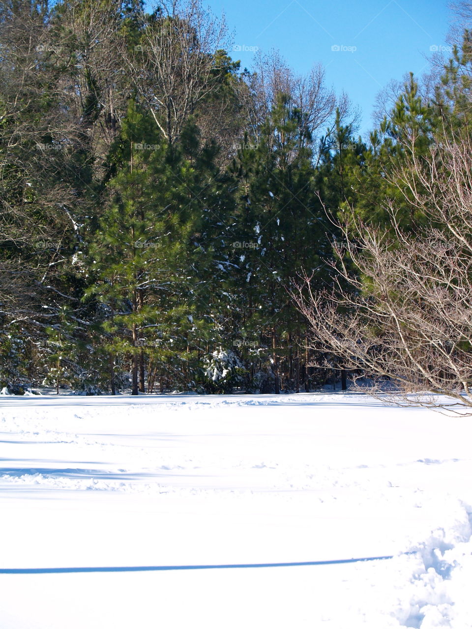 Landscape, Tree, Winter, Snow, Wood