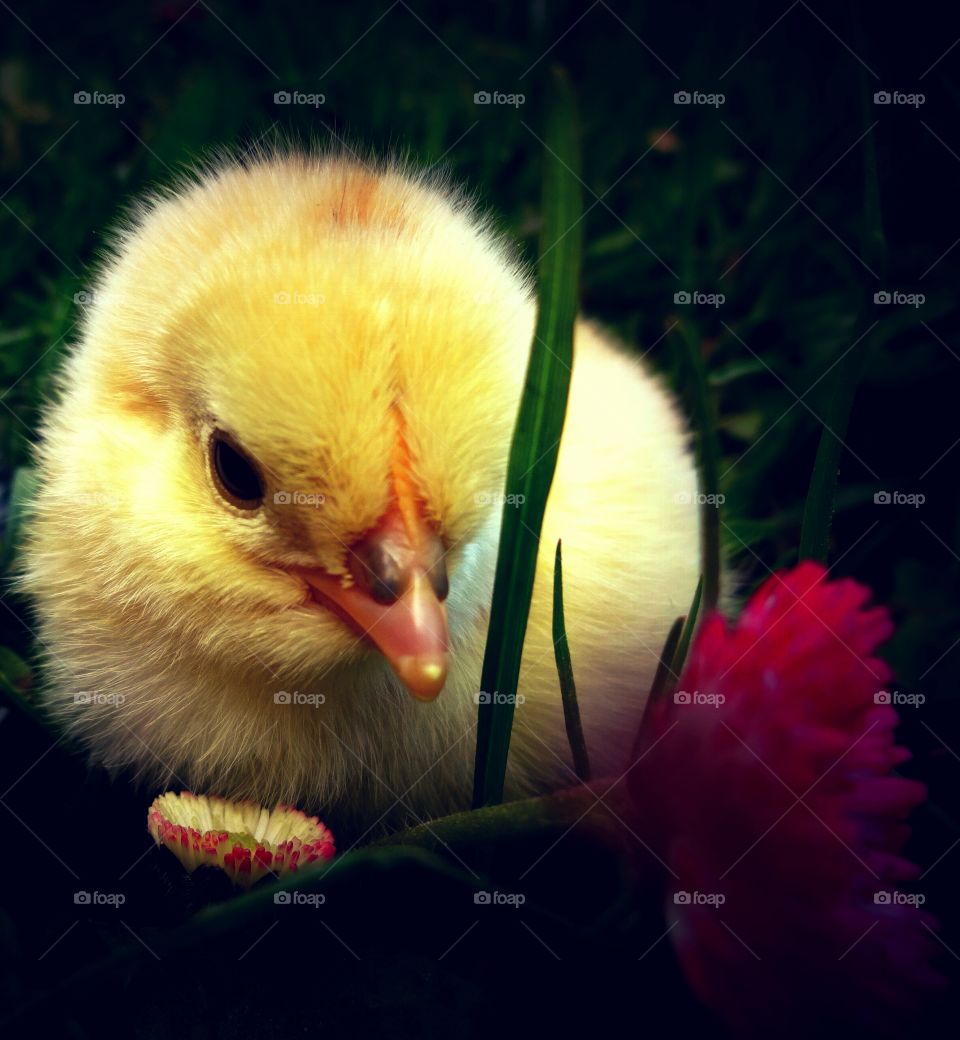 chick. yellow chick in the grass