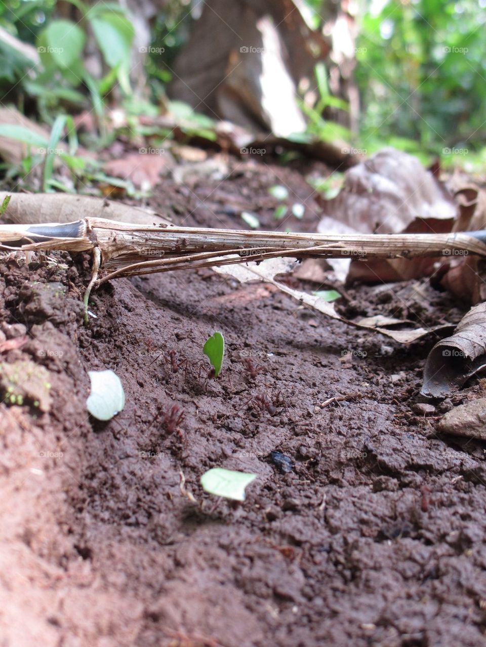 Leaf cutter ants in Costa Rica