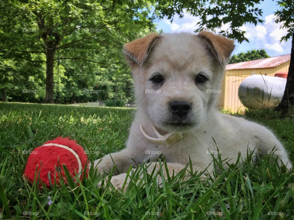 Dog playing with ball on grass