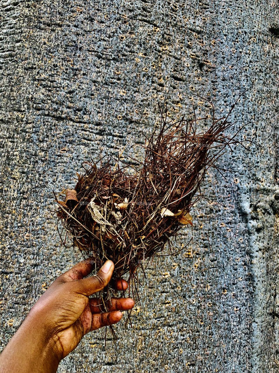 Nesting is one of the early signs of Spring, this beautiful love shaped nest fell from a tree and the birds were busy building it.