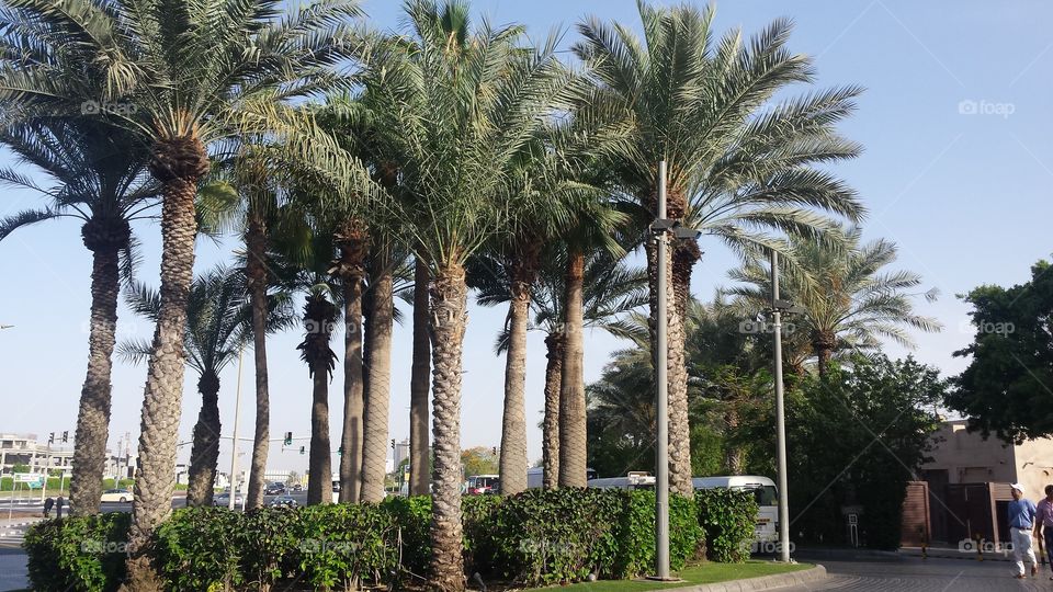 The national tree of united arab emirates palm tree
