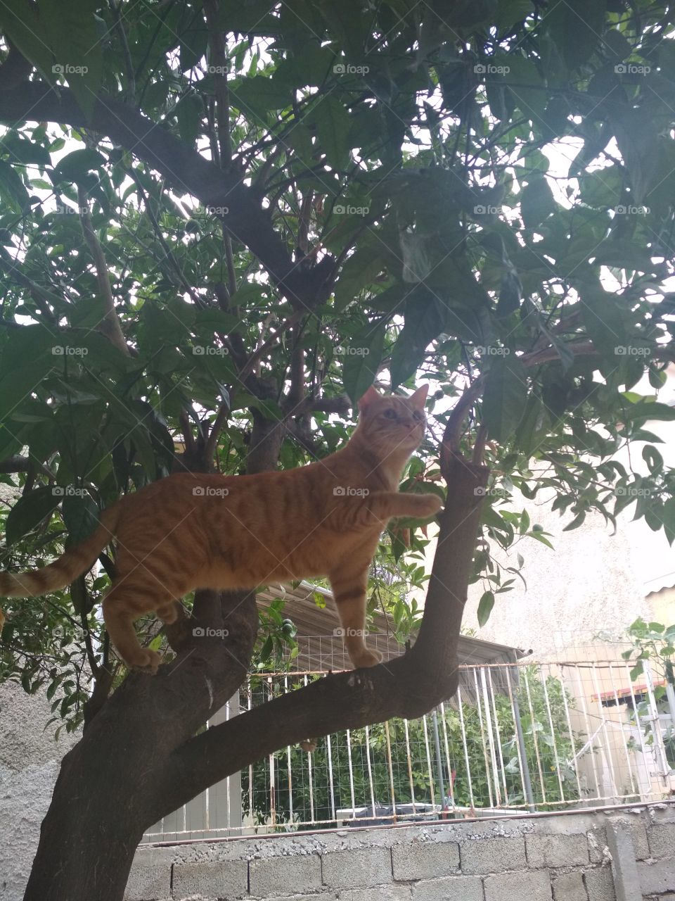 new panther in my House