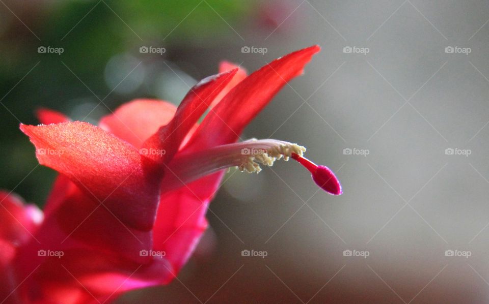 Close-up of red flower