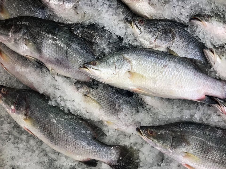 Fresh fish 