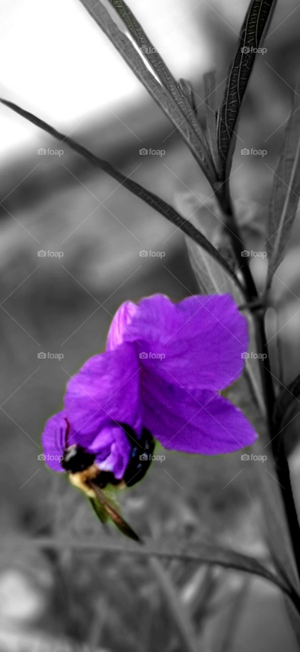 bumblebee having lunch on a purple flower