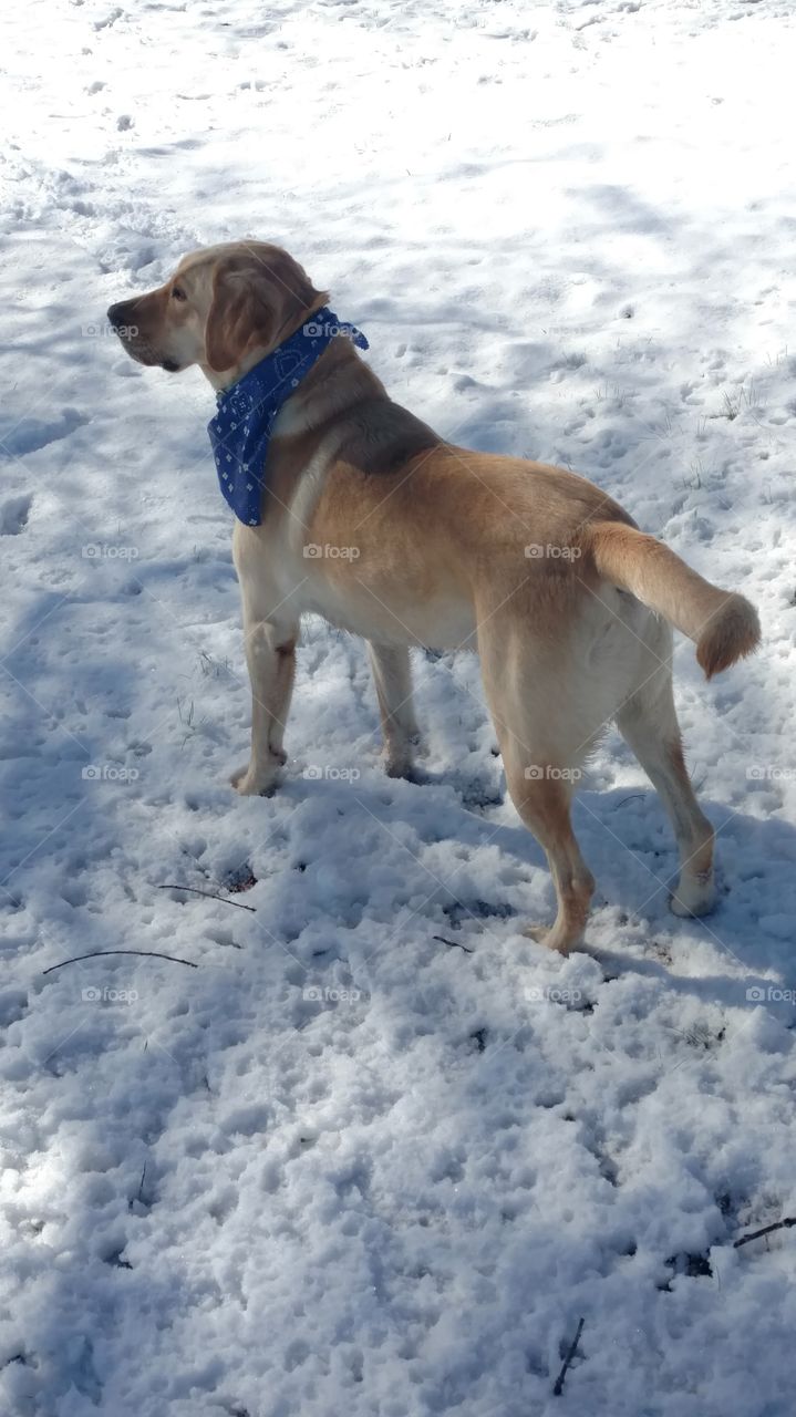 Snow, Winter, No Person, Cold, Dog