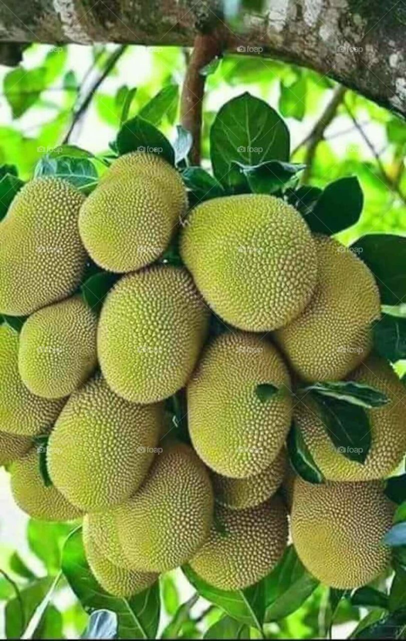 Jackfruit is a unique tropical fruit that has increased in popularity in recent years. ... It’s also very nutritious and may have several health benefits. ... The most commonly consumed part of jackfruit is the flesh, or fruit pods, which are edible