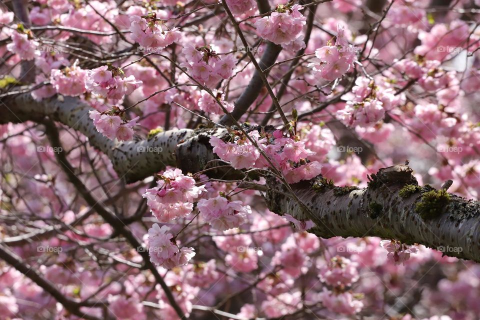 Japanese cherry tree in blossoms 