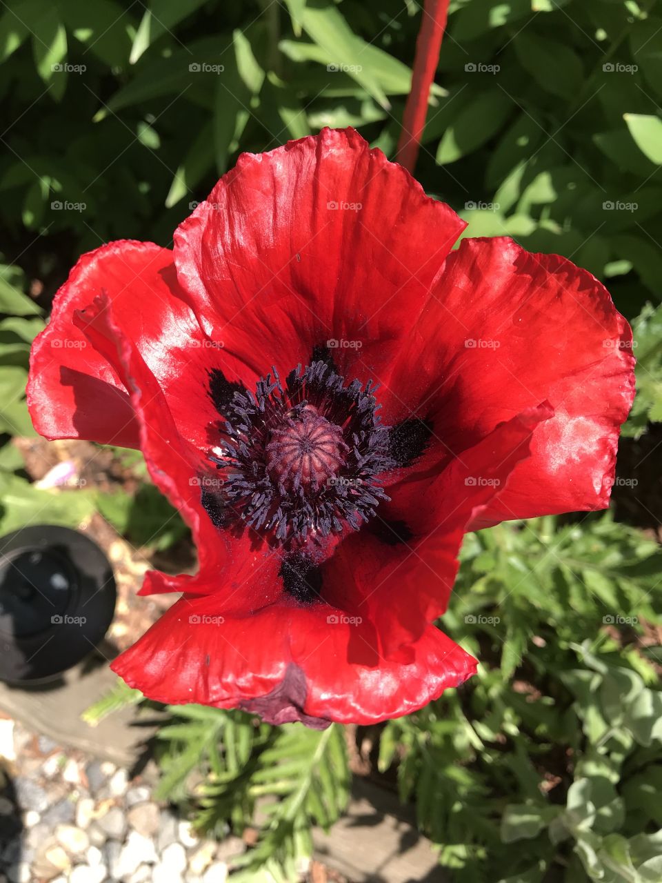 Red poppy