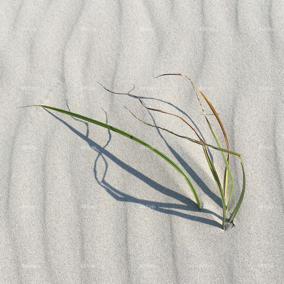 Dune grass growing on beach dune 
