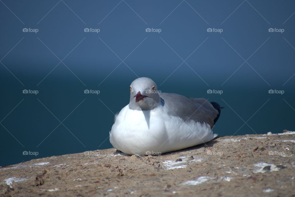 Red Billed Seagull