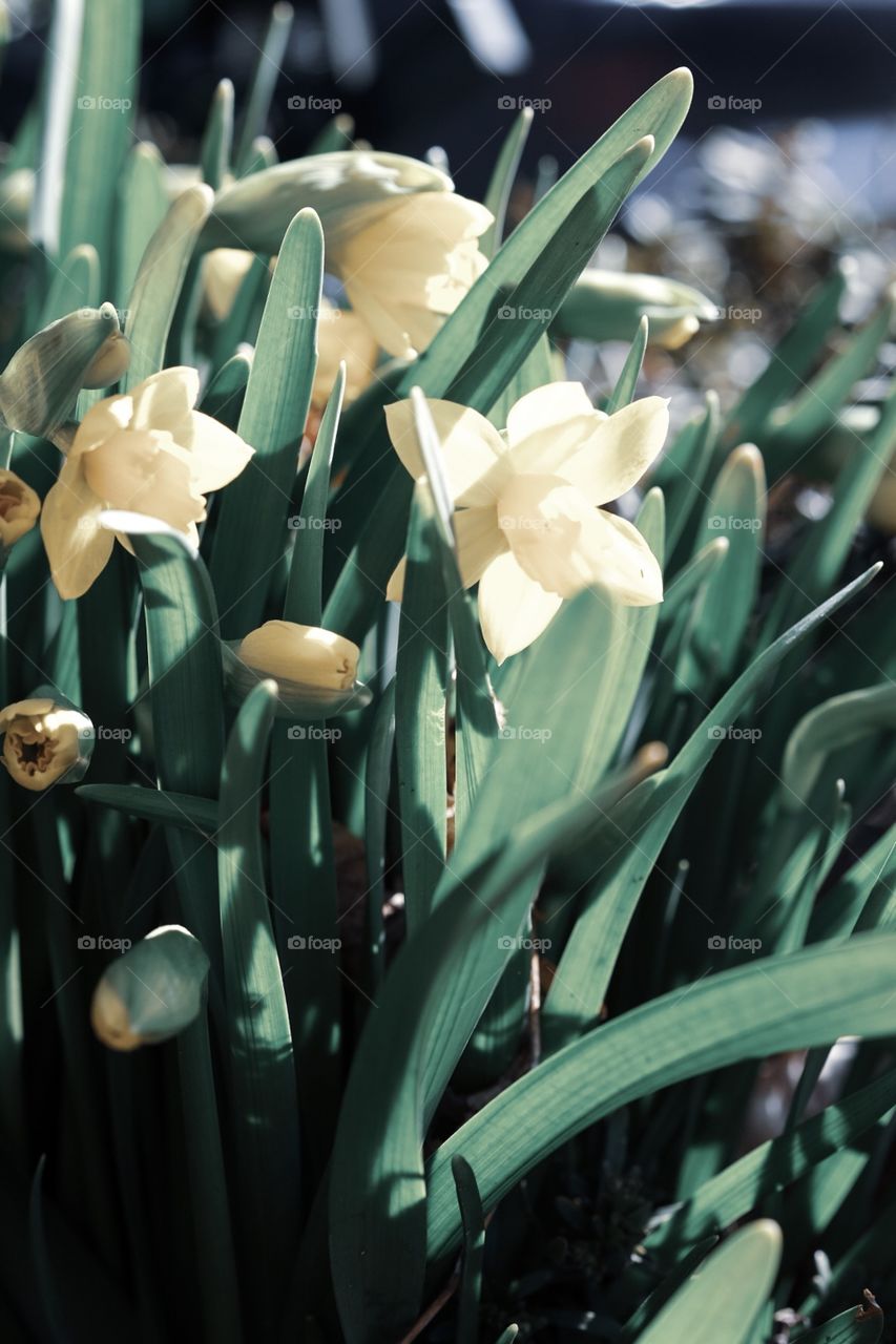 Springtime Flowers Blooming, Flowers In A Garden, Plants Outside, Signs Of Spring 