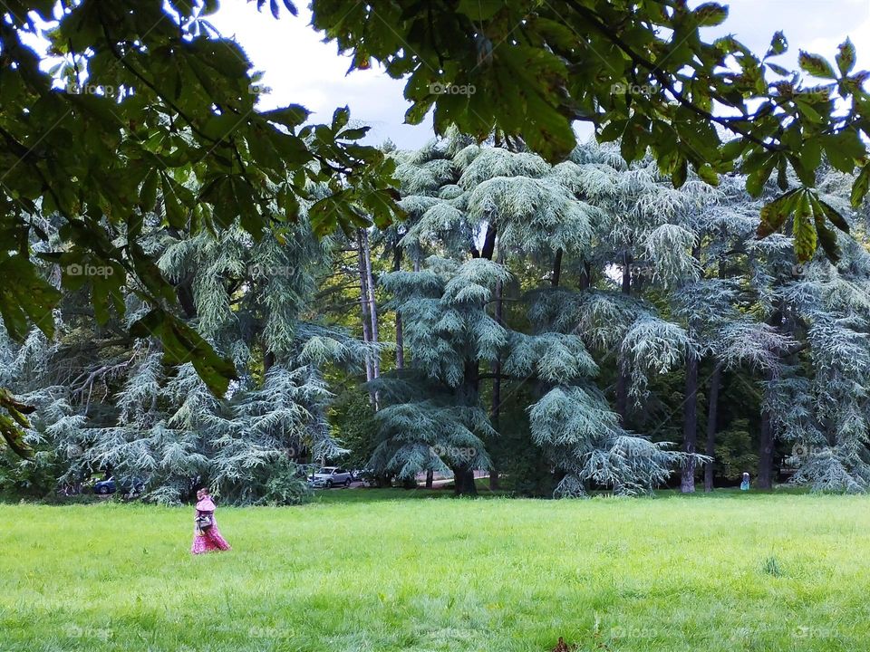 Forest and the witch