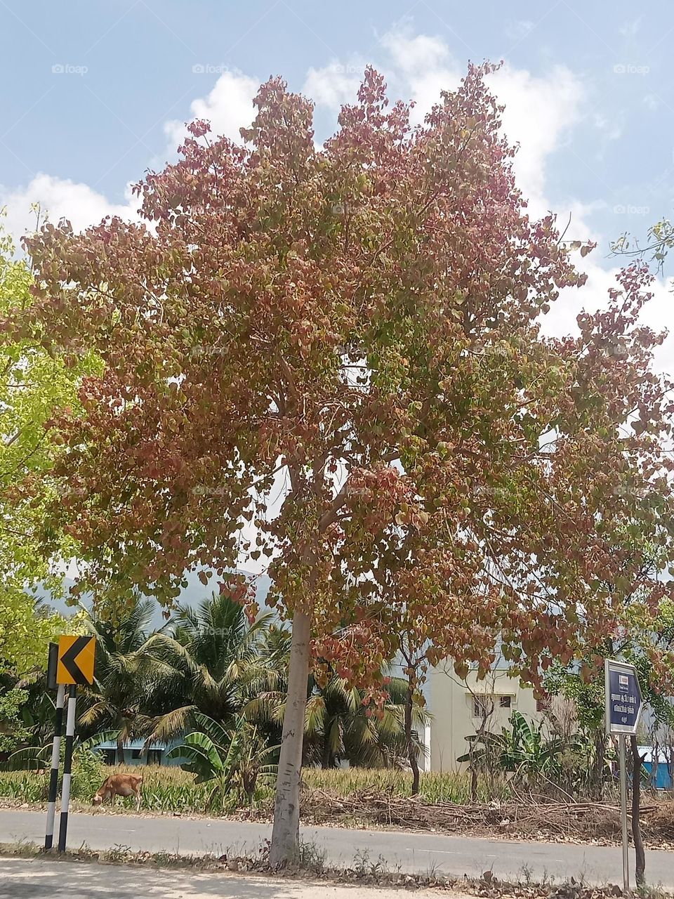 *ravarma vanguvo*  Pink colors, Different tree, Nature design, Young leaves