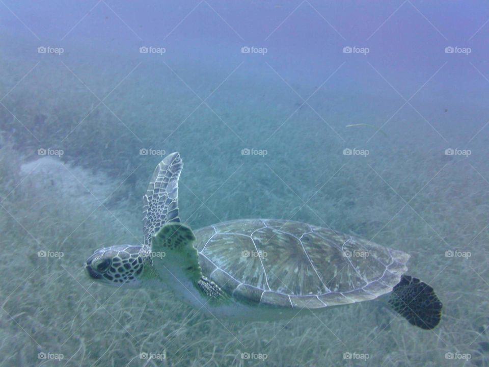 Sea turtle