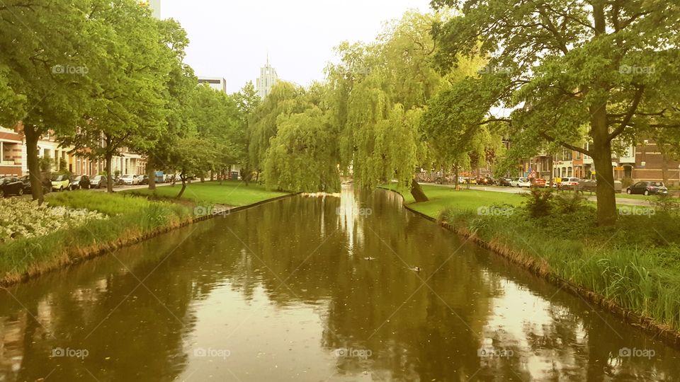 Canal and Trees