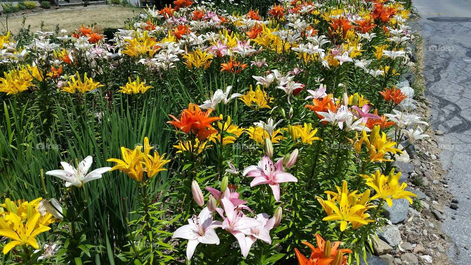 rainbow of flowers