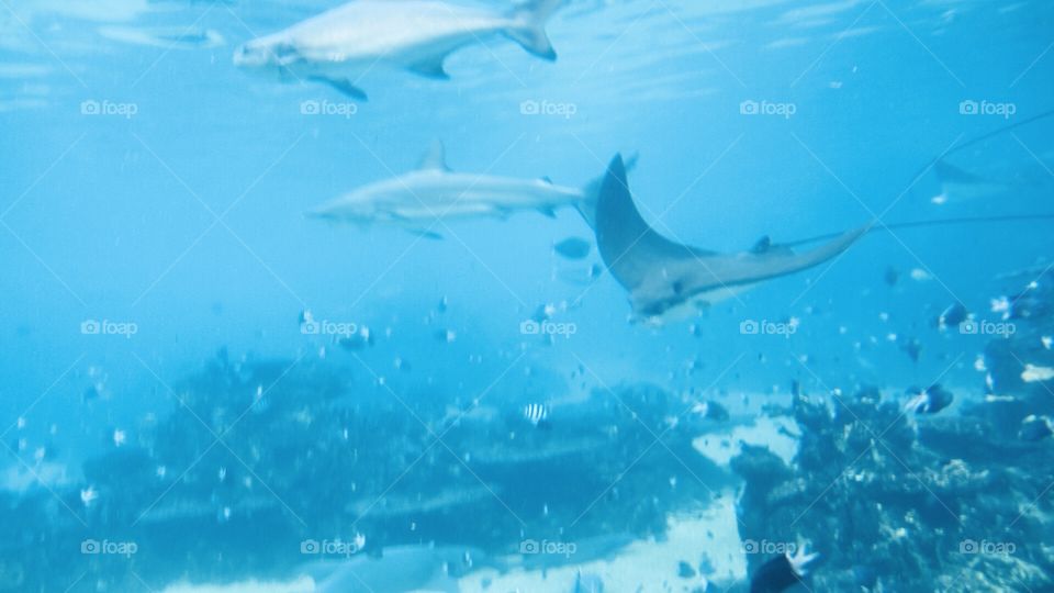 Super good time to experience Snorkeling seeing sea animals