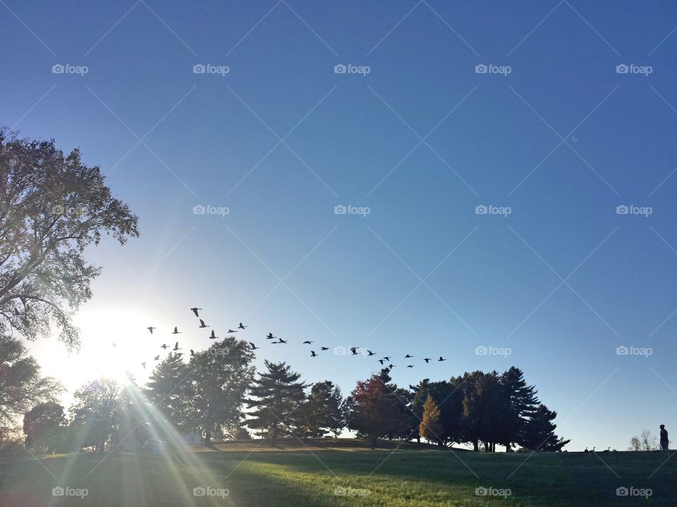 Canadian Geese and Sunbeams