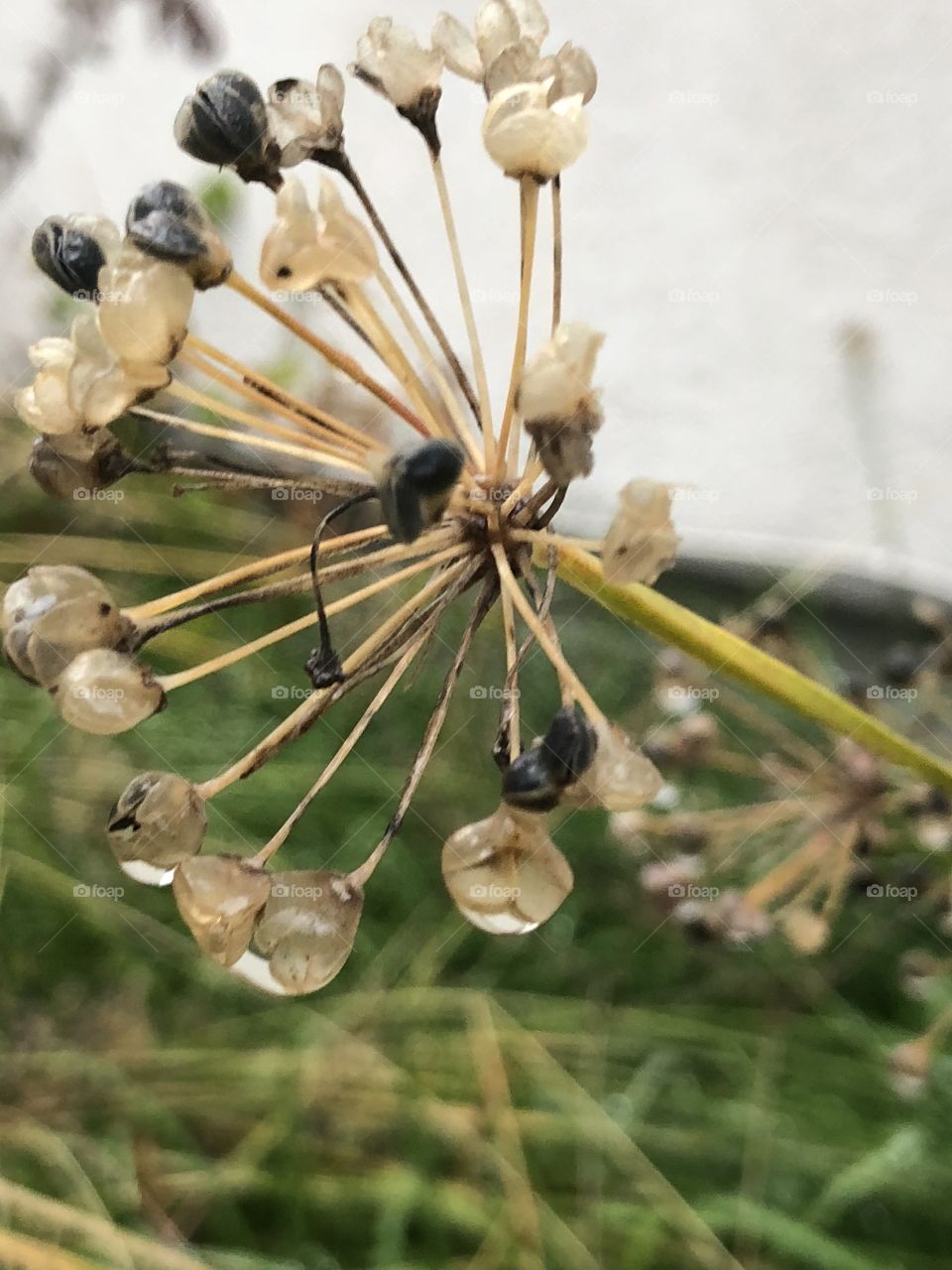 A flower that lost its petals in the fall with rain drops