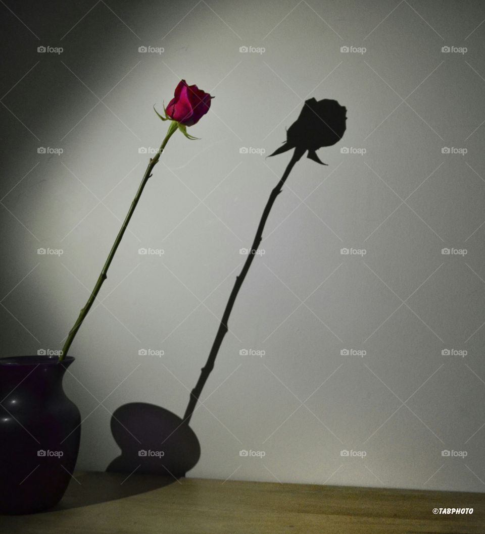 Flower, No Person, Still Life, Rose, Love