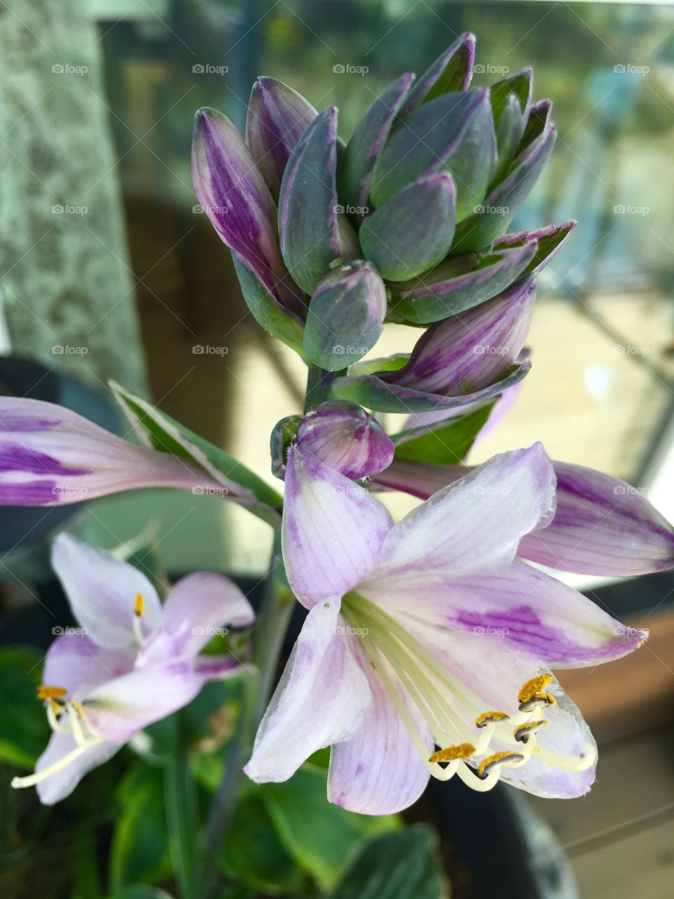 Close-up of hosta flower