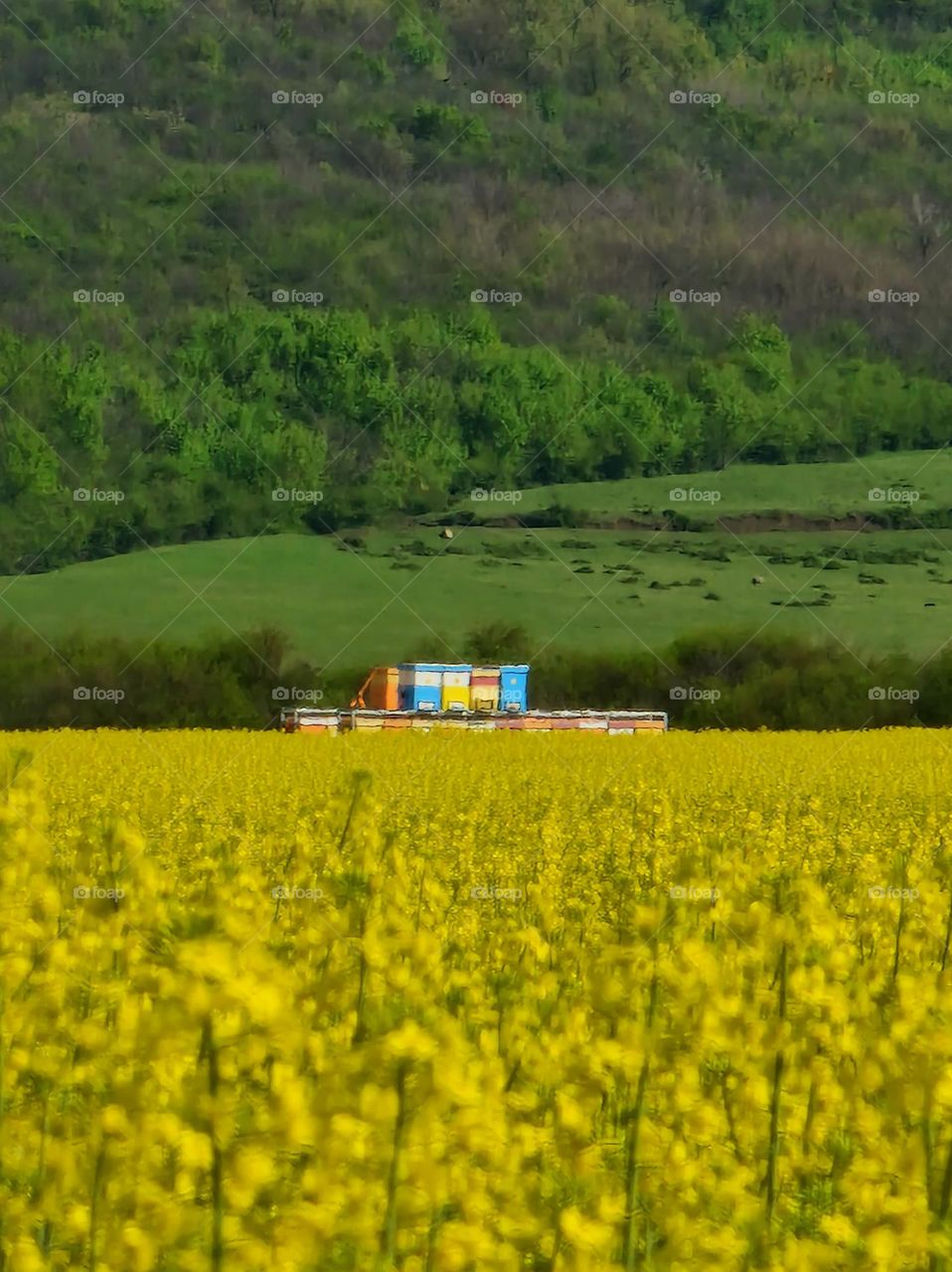 rapeseed field