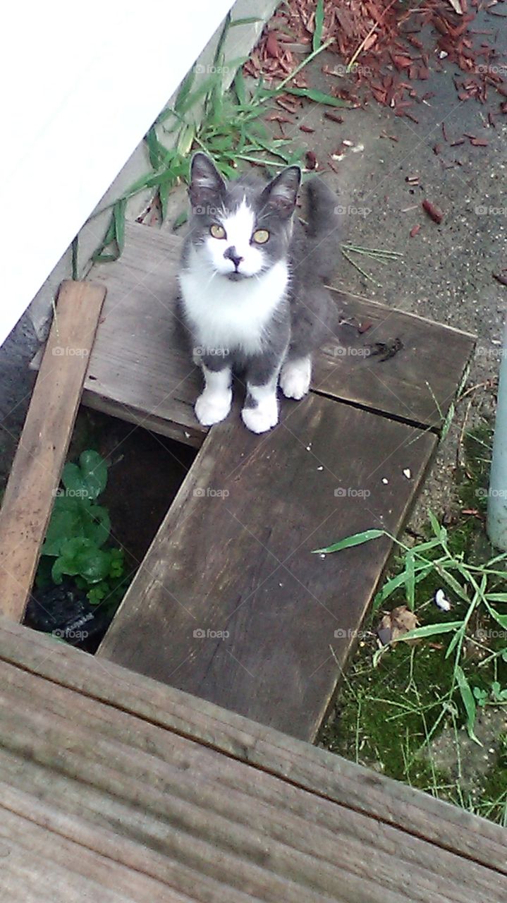 Gray & White Short-haired Kitten