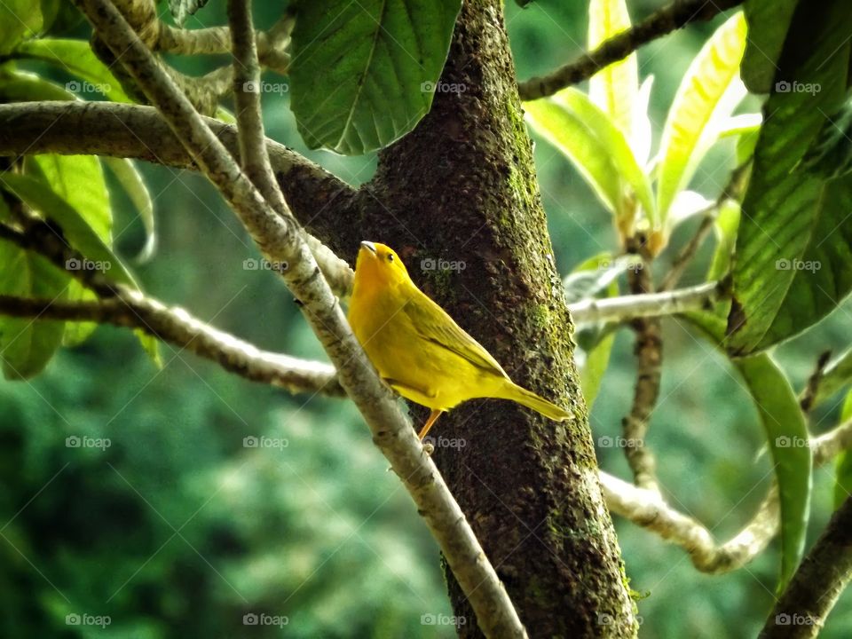 Yelow bird