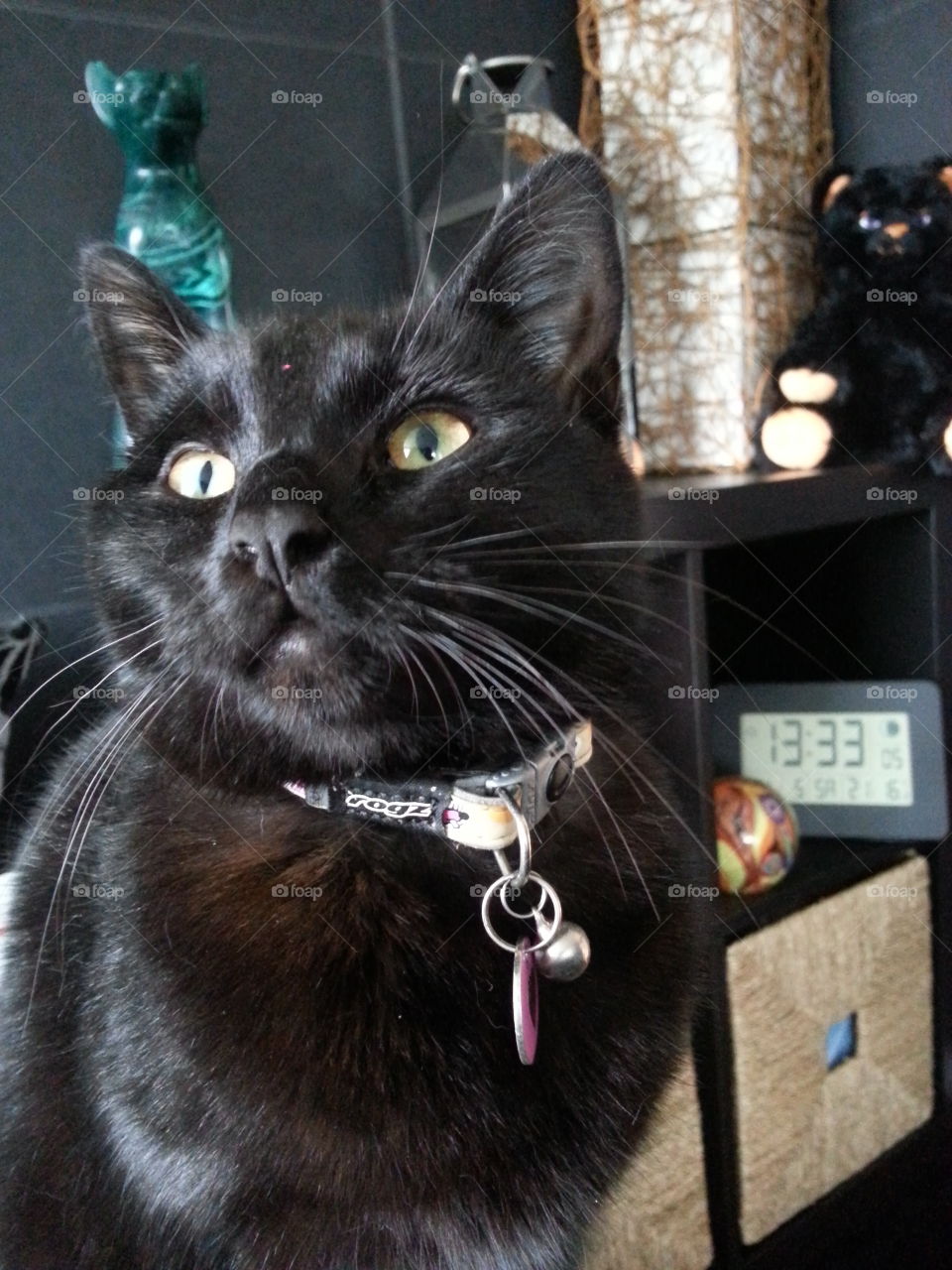 black cat. pet